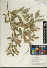 Foto von Salix laevigata Bebb